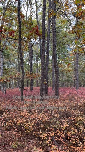 7.3K views · 24 reactions | Nomadica on Reels | Facebook