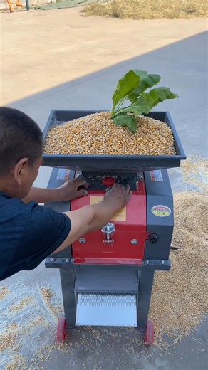 Technique for crushing corn using a grinder machine.