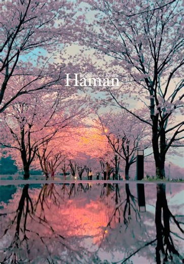 Discover the Dreamlike Cherry Blossom Tunnel in Haman
