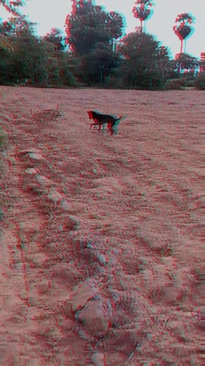 Dogs Playing in Outdoor Setting: A Playful Interaction