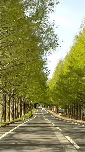 ３倍速 新緑のメタセコイア並木 滋賀県高島市マキノ町