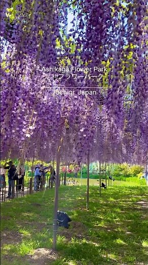 📍 【栃木】足利フラワーパーク 世界が認めた大藤の絶景と多彩な花が彩る公園。#絶景 #旅行 #日本#japan #traveljapan 栃木 #栃木旅行 #栃木観光 #旅 #観光 #ライトアップ