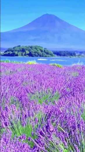 Oishi Park Japan | The Most Beautiful Fuji View! 🗻✨ #oishi #mountfuji #japantravel #travelshorts