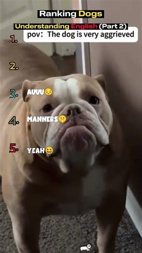Dogs That Understand English ?! 😱🐶 (RANKED)|| PJ Ranks #shortsfeed #shorts #ranking #dog #cute #ai
