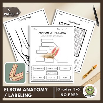 Anatomy of the Elbow | Human Body Systems | Labeling & Science Activity