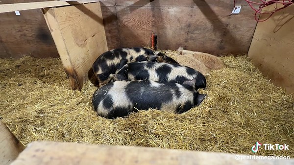 Pig pile!