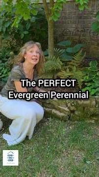 Every Garden Needs THIS Amazing EVERGREEN Perennial?