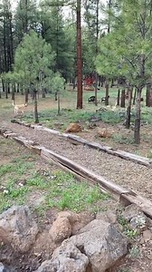 1.1K views · 47 reactions | When your foster puppy has been accepted by your pack it’s time to REALLY make the effort to find her that furever home! Lexi is SO ready to find a home that will treat her like the princess she is… To see her bio and more information go to tubacityhumanesociety.org/adoptions as well as Petfinder.com. To apply for adoption go directly to Shelterluv.com/matchme/adopt/TCHS/Dog. | Tuba City Humane Society | Facebook