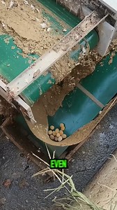 2.9K views | How Manure "Soft Eggs" Are Automatically Removed From a Chicken Farm #ChickenFarm #EggProcessing #fblifestyle | Woodform Crafts | Facebook