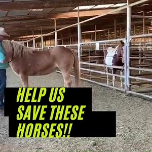 1K views · 32 reactions | UPDATE: $4700 left to raise as of 2:30pm...