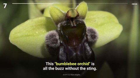 10 flowers resembling humans and animals