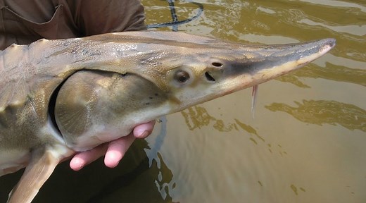 Alabama to knock down 110-year-old dam, freeing waterway for Gulf sturgeon