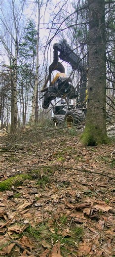 Happy Monday! Going live at 3 eastern today! Follow to get the notification!#Live #tree #sustainableforestry #ihuggeditfirst #ponsse #Logger #woods