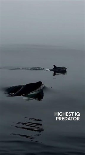 The Ocean’s Smartest Predator | Orca Intelligence Explained | Wildverse TV #wildversetv