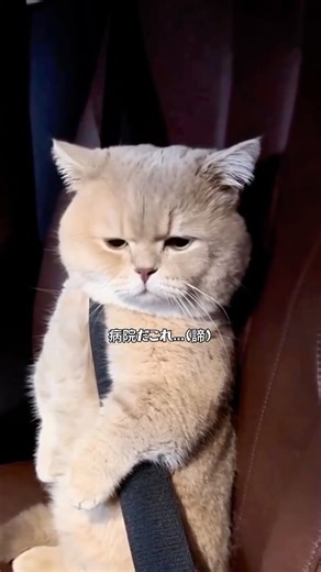 D(私はDくん) on Instagram: "何かと理由をつけて諦めがちなネコ。 新曲「翳り花火」MV https://youtu.be/TKNCgdBfFtg 喋るネコ総集編 https://youtu.be/Yt7gcxqPRJ0 【 募集 】 ご自身が飼っているネコの面白動画をインスタDMで送って下さい！ アフレコできそうだったら動画で使わせて頂きます！ ※インスタDMは承認が必要ですので初めはコメントだけお送り下さると助かります。こちらで承認後、動画が送れるようになります。 皆様、いつもネコの動画を送ってくれてありがとうございます！ TikTok（ライブ配信はこちらでもしてます！） https://www.tiktok.com/@d_7777x Dのキショイお店 https://suzuri.jp/Dx Twitter https://twitter.com/d_7777x instagram https://www.instagram.com/d_kun7777 お仕事のお問合わせはInstagramのDMにお願いします。 #ネコ #猫 #ねこ #funnycat #cat