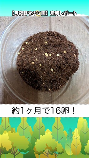 【月夜野きのこ園】産卵レポート！〜デタニヒラタクワガタ〜【お客様からいただいた飼育データをご紹介🩷】 #カブトムシ #クワガタ #クワカブ #幼虫 #昆虫