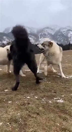 Wolf Attacks a Dog — Then a Bigger Dog Jumps In and Saves It!