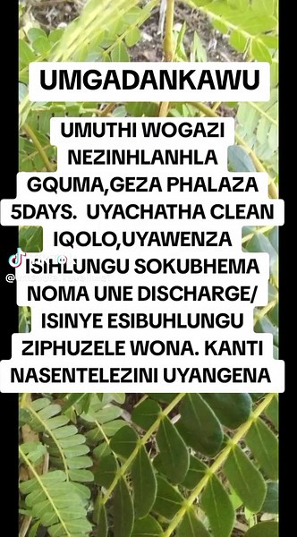 UMGADANKAWU: Umuthi Wogazi Nezinhlanhla