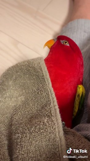 Today’s Gumi wuewuewuewue 🍅#redbirb