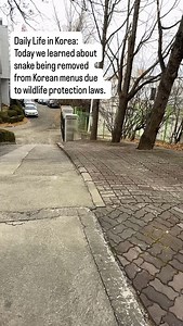 After seeing the imported frozen snake in the Cambodian grocery store freezers in Korea, we wondered why snake wasn’t being eaten often in restaurant dishes in Korea since we know older people will kill and eat snakes on their property. We learned a lot in our reading and it’s pretty interesting. Snakes are how protected under wildlife protection laws. So maybe those grandparents eating snakes are doing a little poaching here and there. 😅 | South of Seoul