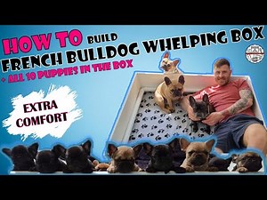 How To Build A Whelping Box | French Bulldog Puppies