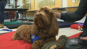 19K views · 340 reactions | Counsellors at NAIT say students are stressed and feeling overwhelmed earlier than usual this year. One of the ways they help students cope is with Flynn, NAIT's very own certified therapy dog, who is now part of a new mental health study. The study, funded by a grant from Alberta Blue Cross, will help find out whether he really does help overwhelmed and stressed out students relax. | CTV Edmonton | Facebook