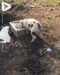 1.7M views · 13K reactions | Talk about 'in one end, out the other'...  | IGV | Facebook