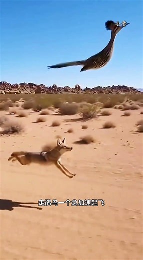 The speed at which the pheasant runs is so fast that it almost exhausted the coyote that was hunt...