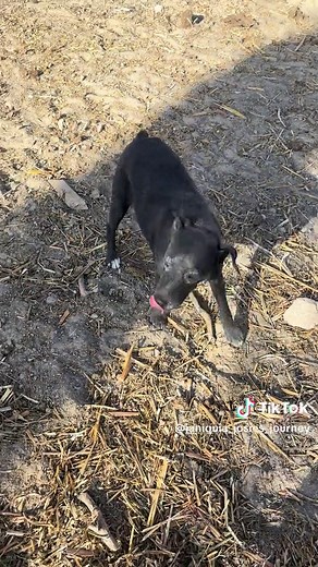 Understanding Josie's Lethargy: Insights for Pet Owners