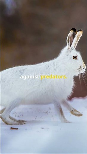 Meet the Arctic Hare Nature's Snow Survivor #animals #facts #wildlife