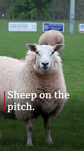 👀 You don't often see these Baa-Baas on a rugby pitch | BBC Wales News