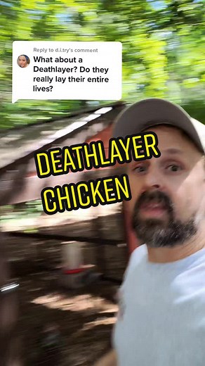 Deathlayer Chicken: Origin, Egg Color, and Rare Breeds