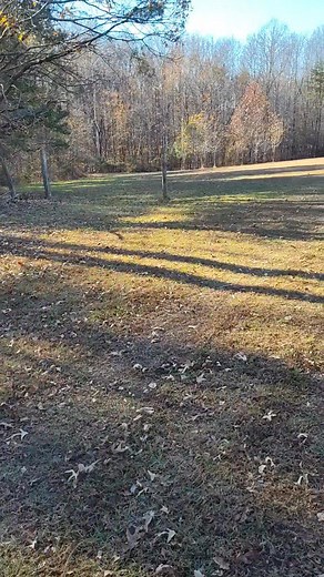 Finished back line of fencing. | Stephen Foster