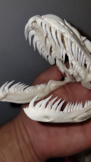 Kev Pav | Burmese python skull I did for a client. I will be finishing up a few of my own python skulls soon that will be for sale. Send me a message... | Instagram