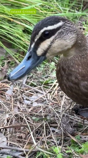 Extreme close-up 🦆 #duck #animalshorts #australia