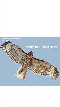 Identifying Hawks in Flight