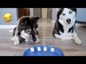 Will My Huskies Steal Food While I'm Away?