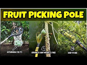 Best TELESCOPIC FRUIT PICKING POLE with Mango, Papaya & Lemon Picker Attachments | Hectare