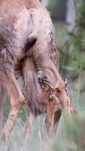 This is the same fawn I posted earlier this morning crossing the road. When mule deer are very young, fawns often have bright blue eyes. As they mature, their eyes take on the dark yellow-brown hue characteristic of adults. Look at those eyes! Aren’t they stunning? I love this time of year so much ❤️ I hope you enjoy the video! #fbreels #muleymonday #muledeer #wildlife #wildlifephotographer #nationalgeographic #deer #animallover #wildanimals #outside #cute #fyp #explorepage | Colorado Wild Photo
