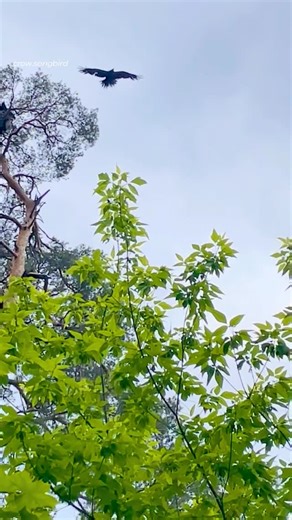 Olga Vorona on Instagram: "Raven chicks before their first flight. May 10-11, 2025."