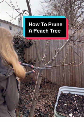 How to prune a peach tree! Peach trees produce fruit on last year’s growth, so pruning helps encourage strong new branches and better harvests. 🍑 The goal is an open center shape so sunlight can reach the fruiting wood and help peaches ripen. #gardeningforbeginners #peachtree #pruningtips #fruittree #backyardgarden