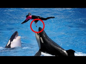 10 Times Orca Attacks Went Terribly Wrong!