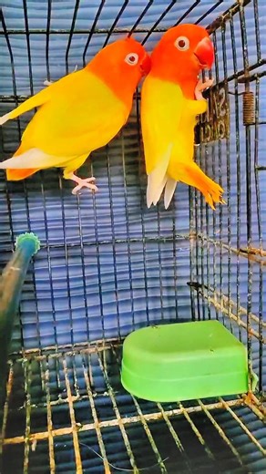 Cute Love Birds Pair 🐦💛 – Adorable Moments!