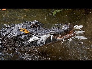 ALLIGATORS USE TOOLS TO HUNT BIRDS