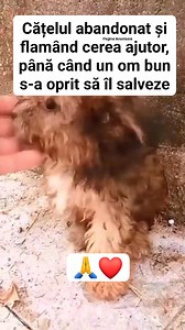 Cățelul abandonat și flamând cerea ajutor, până când un om bun s-a oprit să îl salveze ❤️🙏 | Anastasia