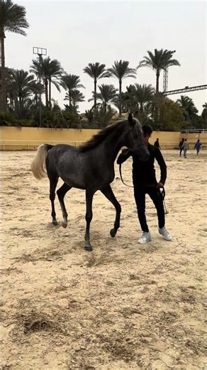 مهر خطير عضم سليم