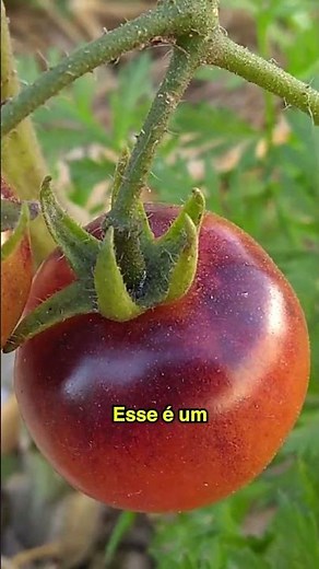 O que é melhor: plantar várias coisas ou uma só de cada vez na horta?