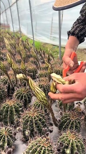 How to Properly Cut Cactus Flowers