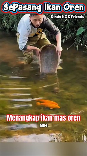 A pair of orange goldfish escaped⁉️ #fish #fishing #shorts