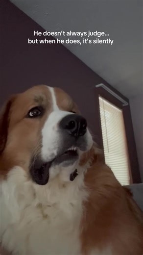 He’s in a constant state of being judgemental. #dogsoftiktok #fyp #foryoupage #greatpyrenees #bernesemountaindog